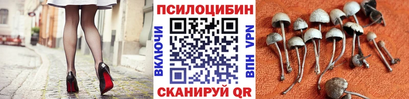 mega ТОР  Чекалин  Галлюциногенные грибы Psilocybe 